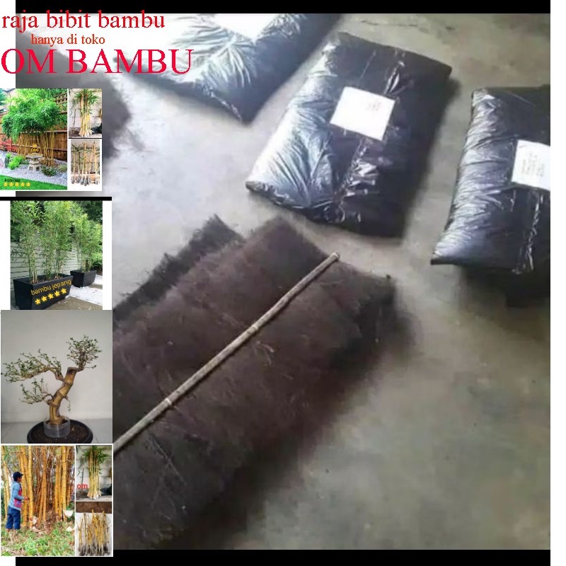 injuk kakaban tempat telur ikan mas dll