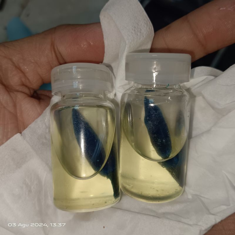 kembang kantil hitam ke biru biruan unik antik istimewa