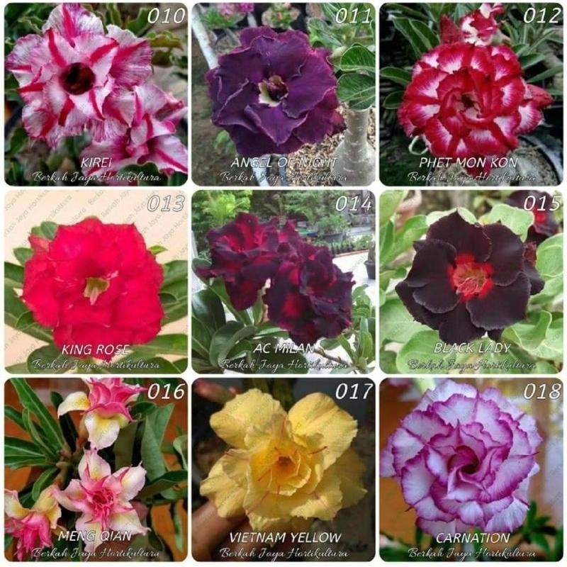 entres adenium tumpuk garansi subur dan tumbuh