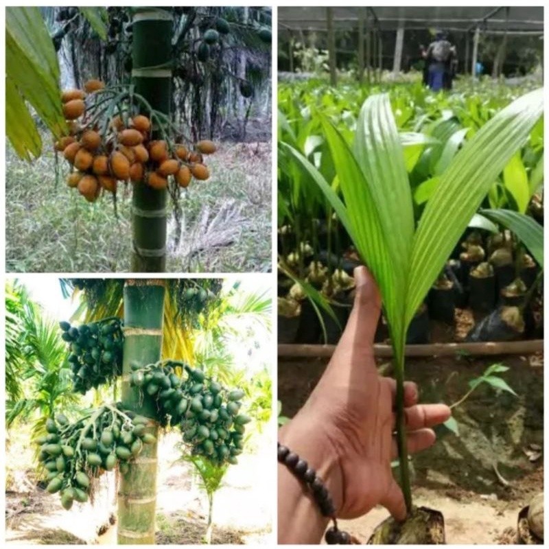 

Bibit pinang betara unggul ( bibit pinang sudah berdaun)