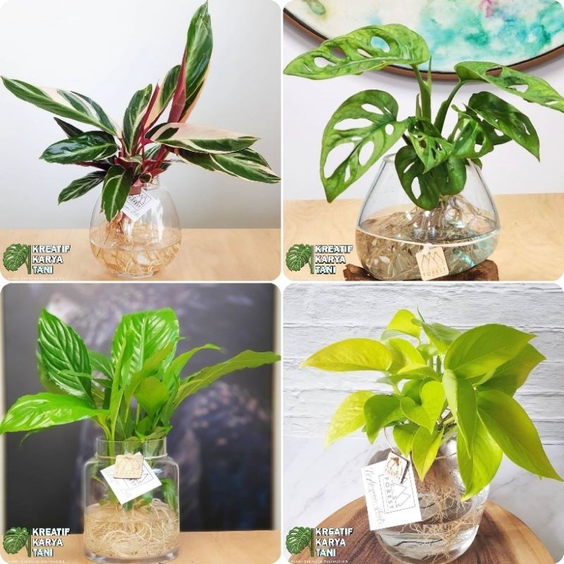 Tanaman hias hidup - PROMO Tanaman hias yang bisa hidup di air - Tanaman hias media air indoor maupu