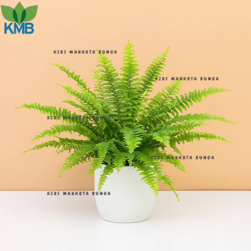 Tanaman Hias Pakis Boston / Bunga Hias Pakis Boston Tanaman Hidup Pakis Gantung Tanaman Gantung