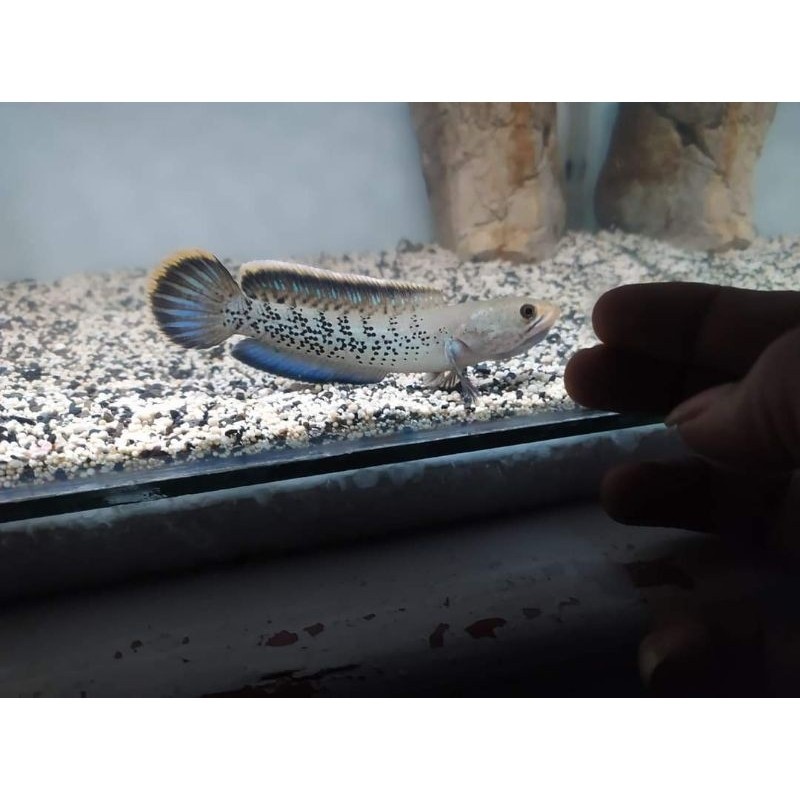 hobi Chana Rayakan Cana Stewarti Grade A+ 6-7 cm Full pelet