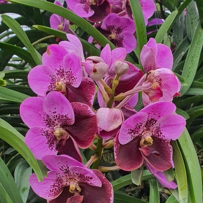 Promo anggrek vanda jindawat dewasa ..