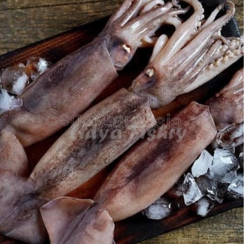 Cumi Kondom 1Kg Cumi Kondom Segar Cumi Tube Seafood Cumi Cumi Segar 1Kg