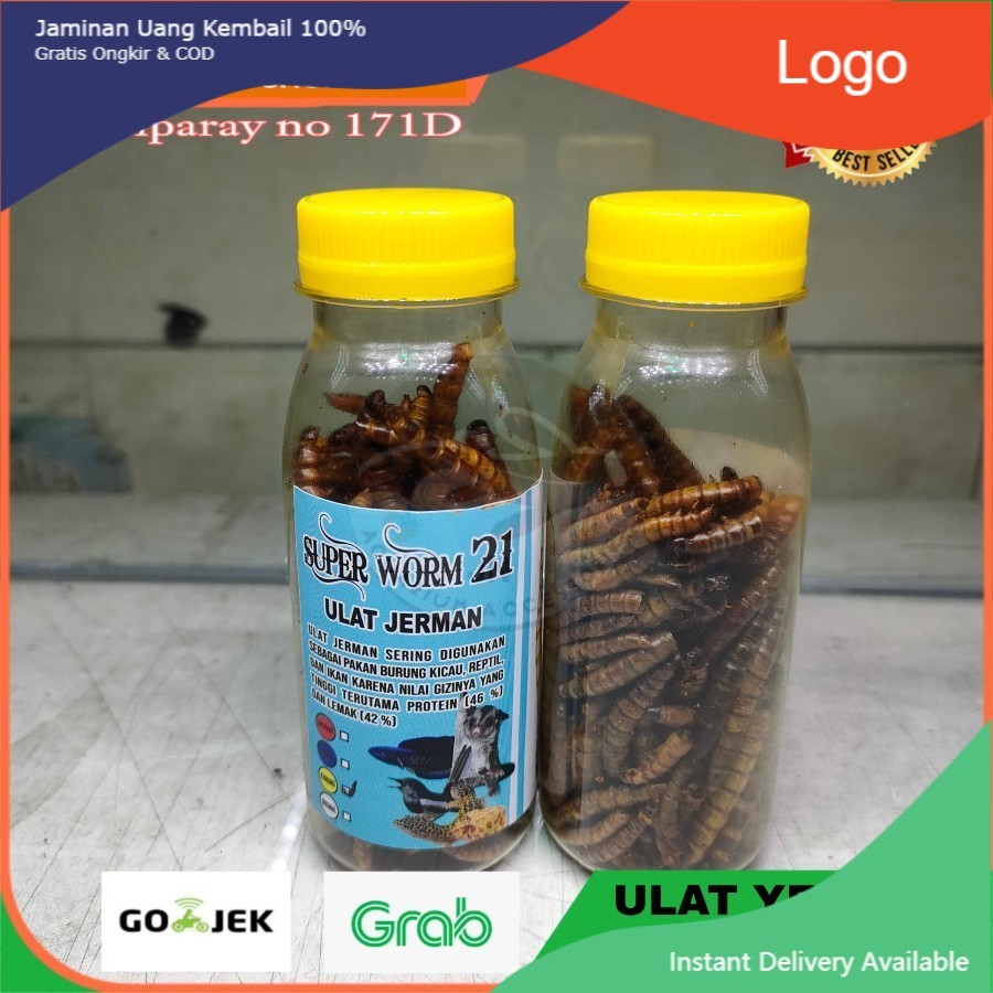 ULAT JERMAN KERING YELLOW / ULAT GERMAN KERING PAKAN / PREDATOR CHANA