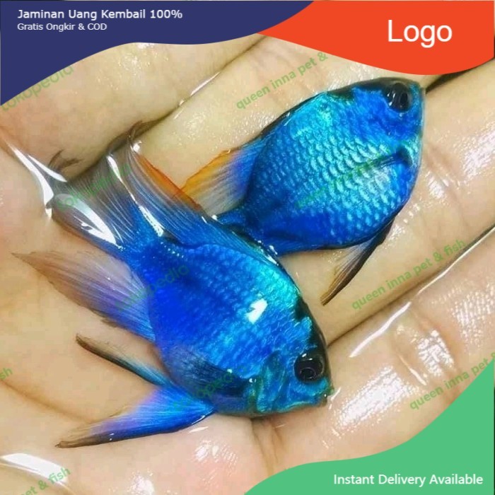 Ikan Hias Blue Electric Ramirezi Slayer / Elektrik / Ikan Hias Air Tawar Aquarium Aquascape
