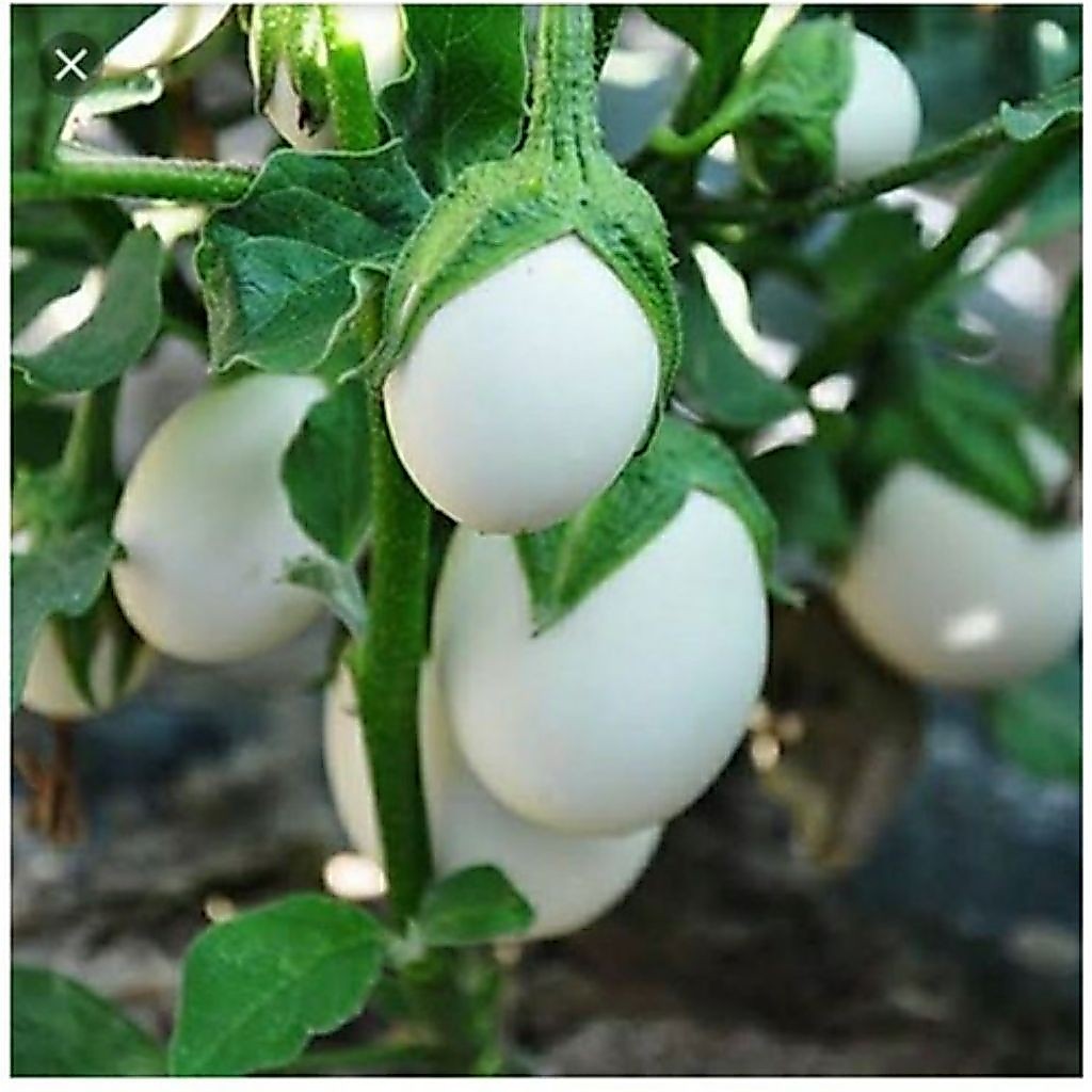 ( 20 BUTIR ) BENIH BIJI TERONG TELUR PUTIH