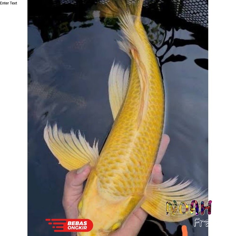 Ikan Koi Yamabuki Ogon Slayer hias kolam hiasan aquarium tankmate warna light golden ivory gading em