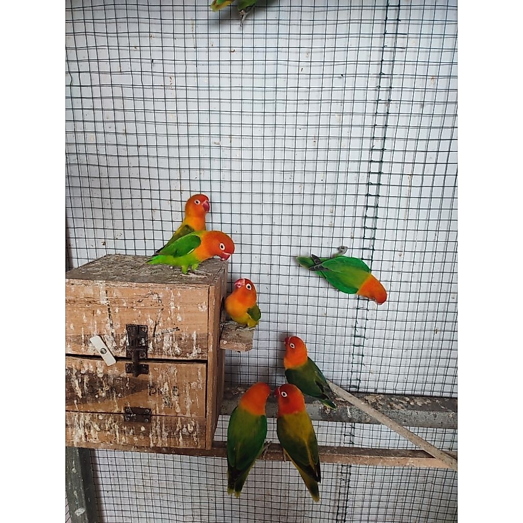 Lovebird biola green dewasa