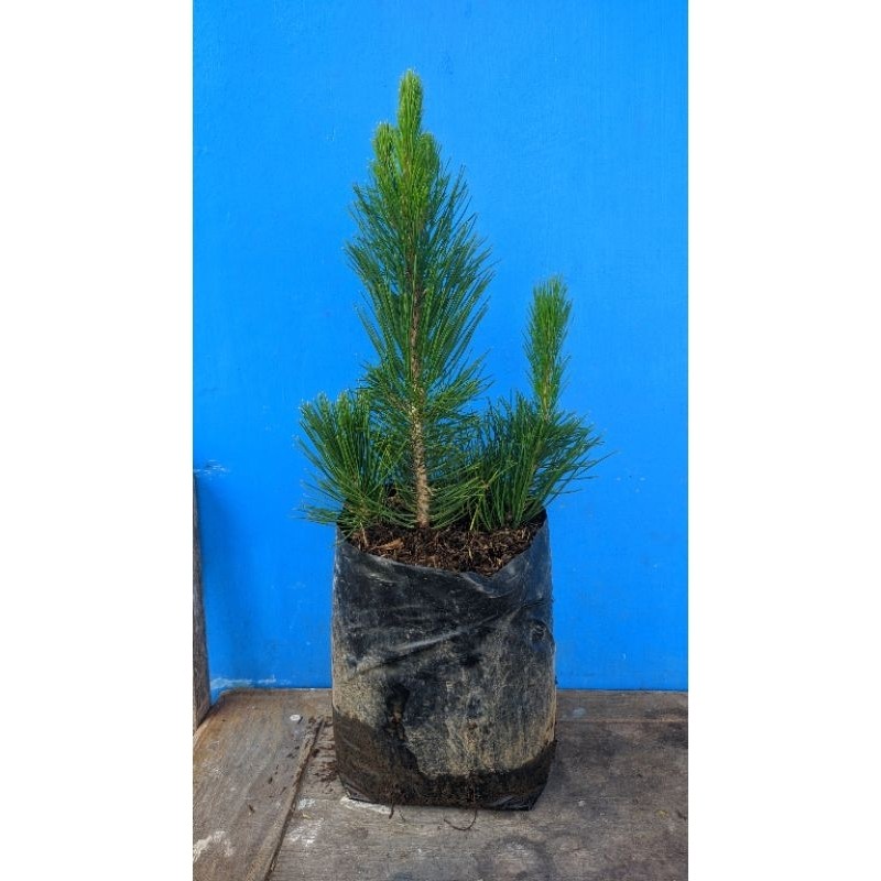 tanaman bahan bonsai Japanese black pine ( pinus hitam )     Berkualitas