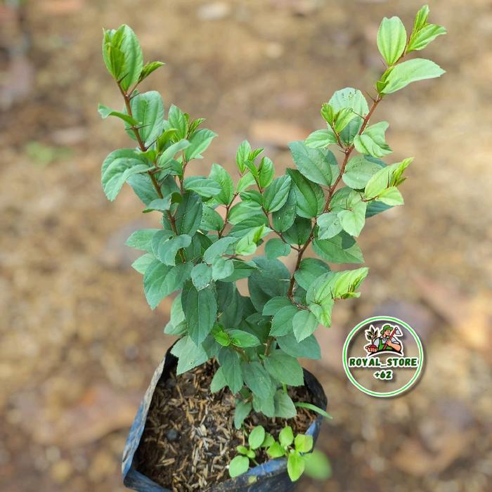 Tanaman Herbal Pohon Bidara Arab - Bibit Pohon Bidara Arab Sidr - Benih Bibit Pohon Bidara