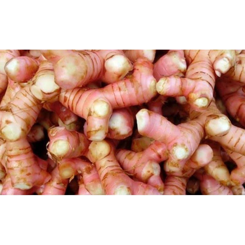 Lengkuas Laja - Omod Sayur Bandung