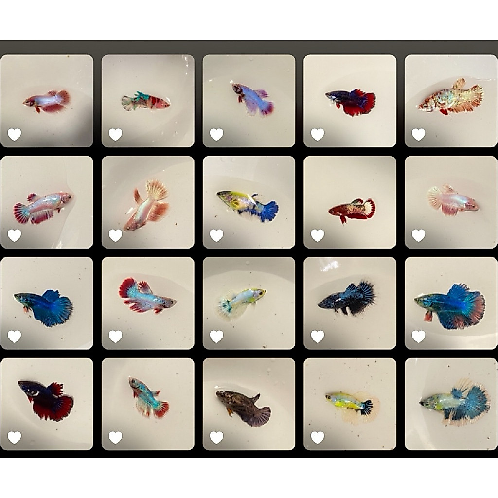 Ikan Cupang Kelataw Kelatau HMPK Fancy Original | Nemo Galaxy | Koi | Avatar | Samurai | Blue Fancy