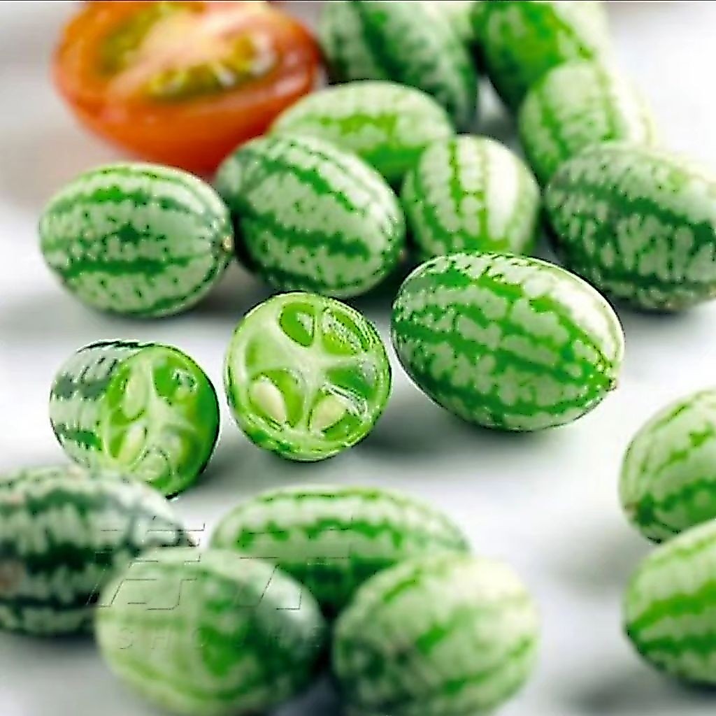 10 Butir Benih Timun Giok Super