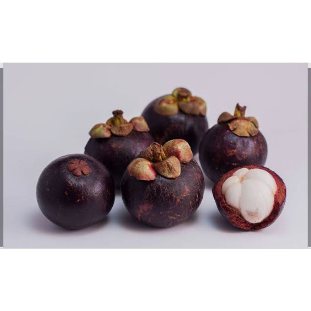 buah manggis, BUAH MANGGIS