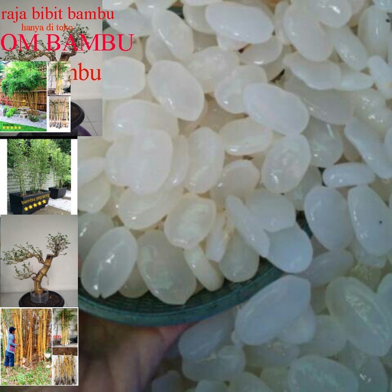 

Kolang Kaling Kemasan Istimewa Super 500 Gram kolang Kaling segar Putih Bersih Bahan Membuat Manisan