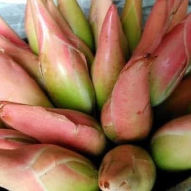 

Kampung Kuring12 KECOMBRANG/KENCONG