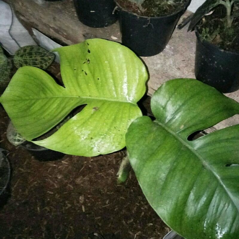 Tanaman monstera Lestari Alamku
