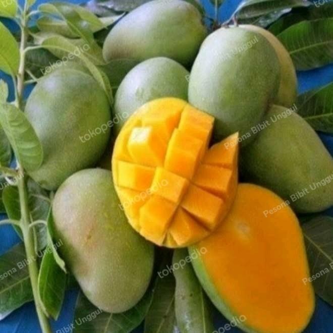 Bibit Mangga Harum Manis Probolinggo Tinggi 2 Meter Batang Besar Bibit Tanaman Super Unggul CV GLAMO