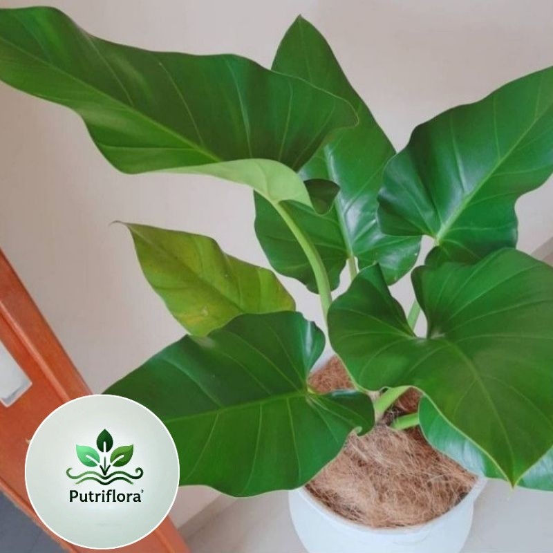 ( BISA COD ) Philodendroon Marble Ukuran Besar - Tanaman Hias Philo Marbel Jumbo / Tanaman Indoor Ph