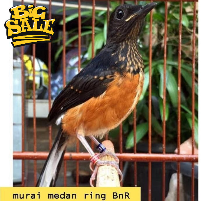 burung murai medan trotol jantan trah prestasi ring BnR koang kicau zaini canary