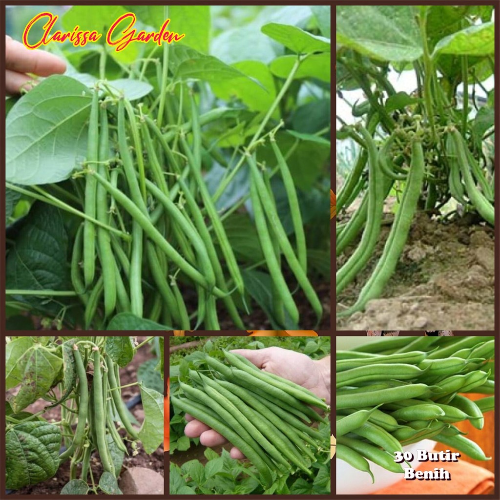20BIJI/BENIH BUNCIS BABY BEAN (BUNCIS PERDU/BUNCIS TEGAK)