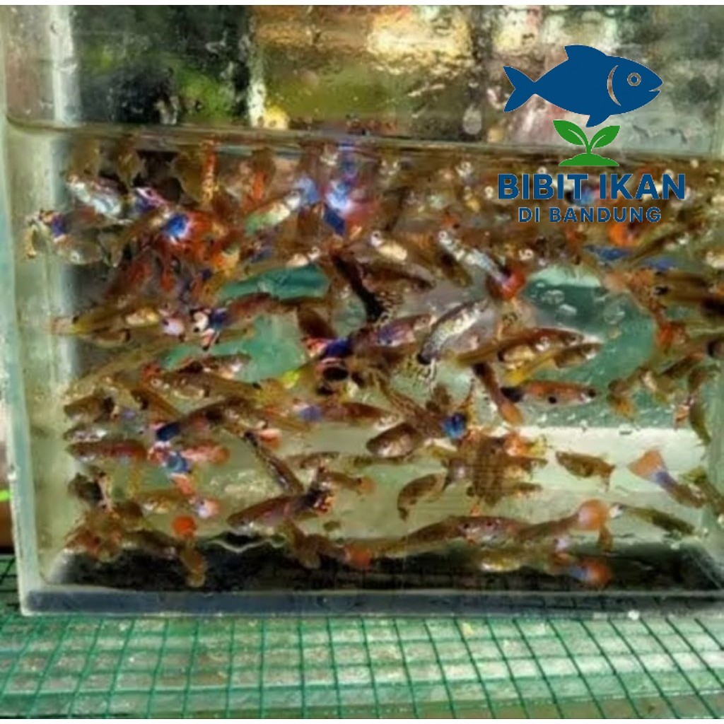 bibit ikan guppy cendolan per 10 ekor