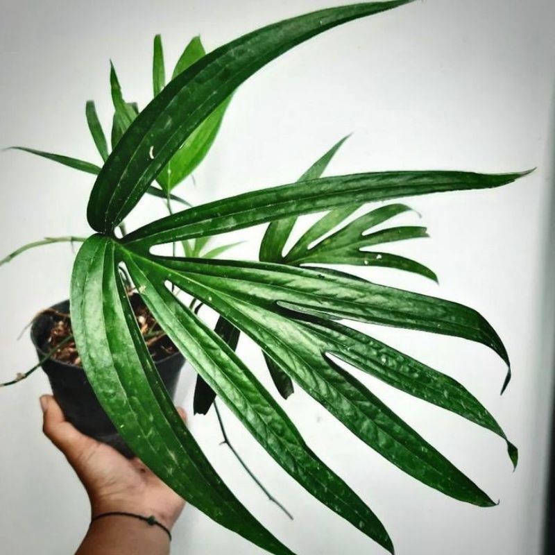 Monstera Amydrium Ziepliieanum/Monstera Jari