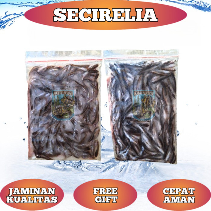 Anak Ikan Gabus Beku Gabus Beku Anak Gabus Pakan Predator Pakan Ikan Predator Gabus Segar Pakan Arwa