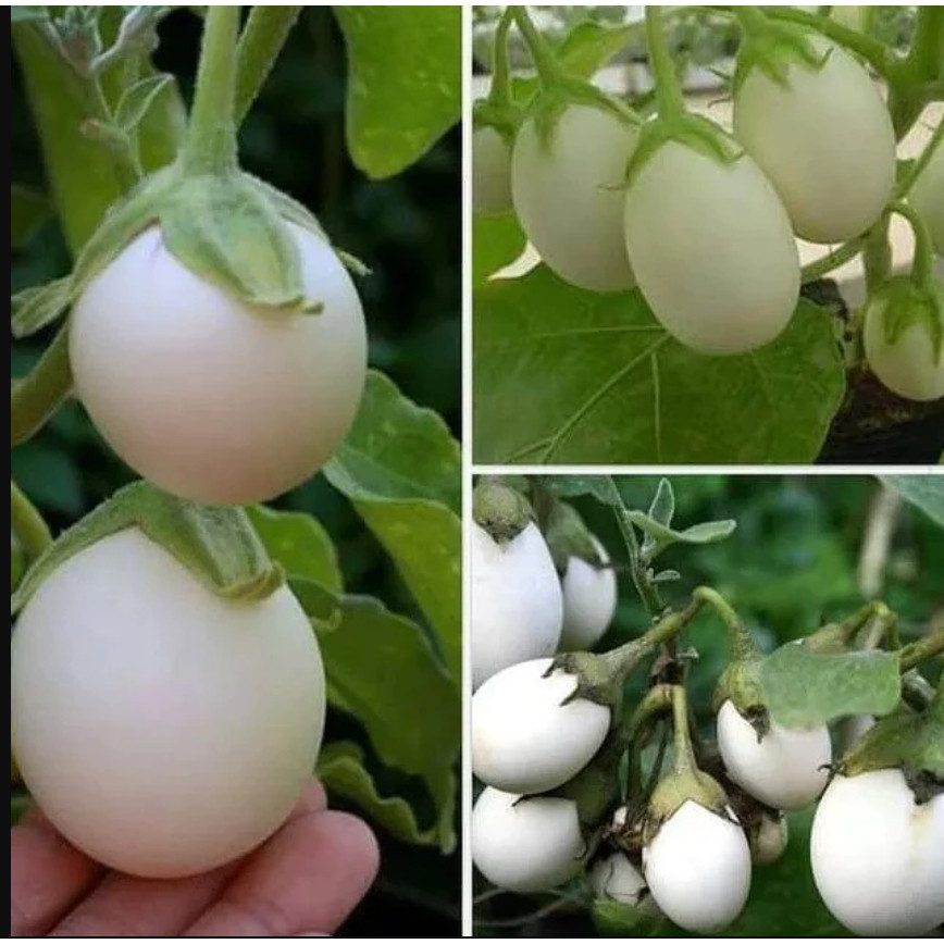LPG bibit terong bulat putih