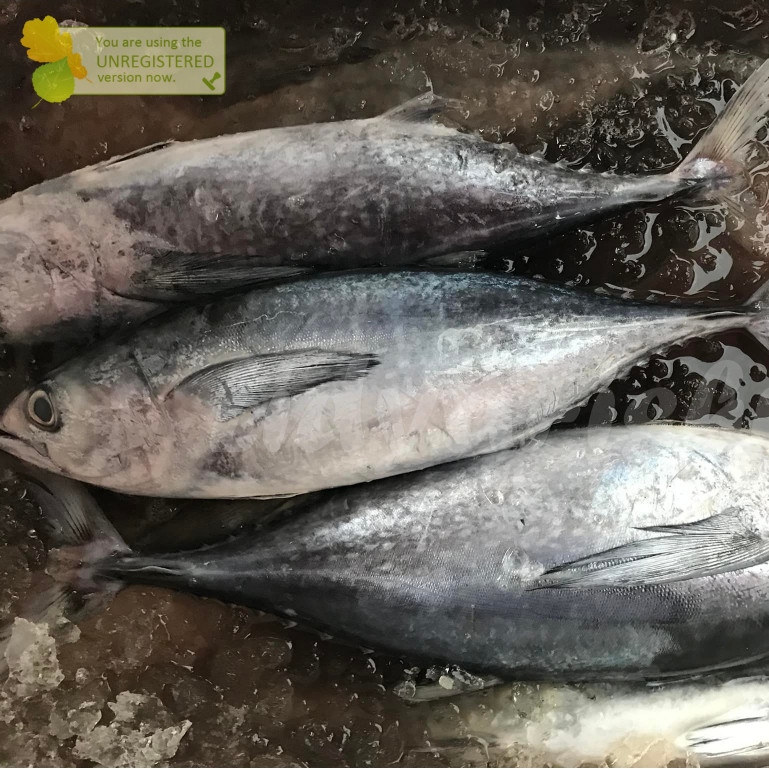 Baby Tuna 1Kg Ikan Baby Tuna Segar Tongkol Segar Baby Tuna Seafood Ikan Laut Segar