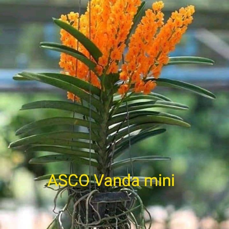PROMO - PLANT DEWASA - ANGGREK ASCOCENTRUM MINIATA - VANDA MINI