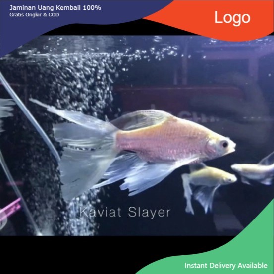ikan Hias kapiat Slayer kaviat slayer Ikan Hias Air Tawar Aquarium