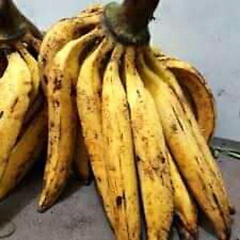 pisang tanduk / gebyar perbiji