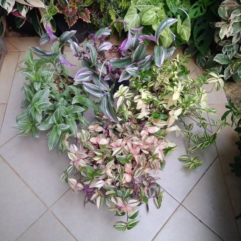 Tanaman Hidup Hias Gantung Tradescantia Sedia 3 Macam Jenis