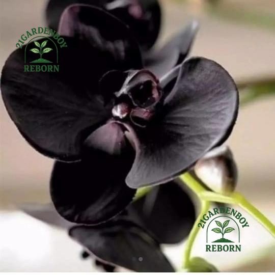 (BISA COD) anggrek dewasa bunga hitam .