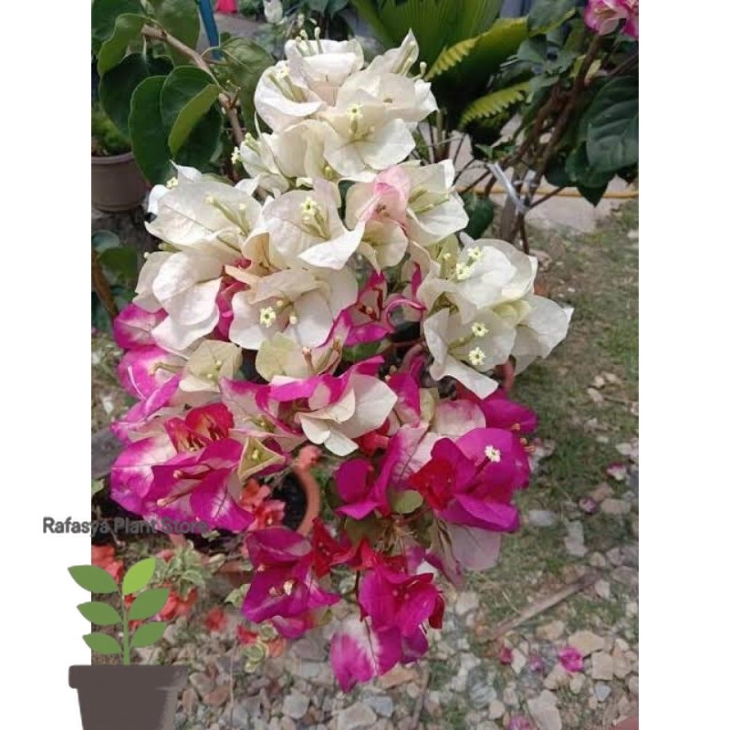 Bougenville citra India