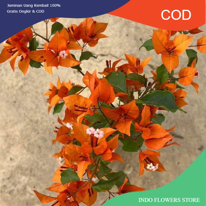 BOUGENVILLE FIRE OVAL (COD)