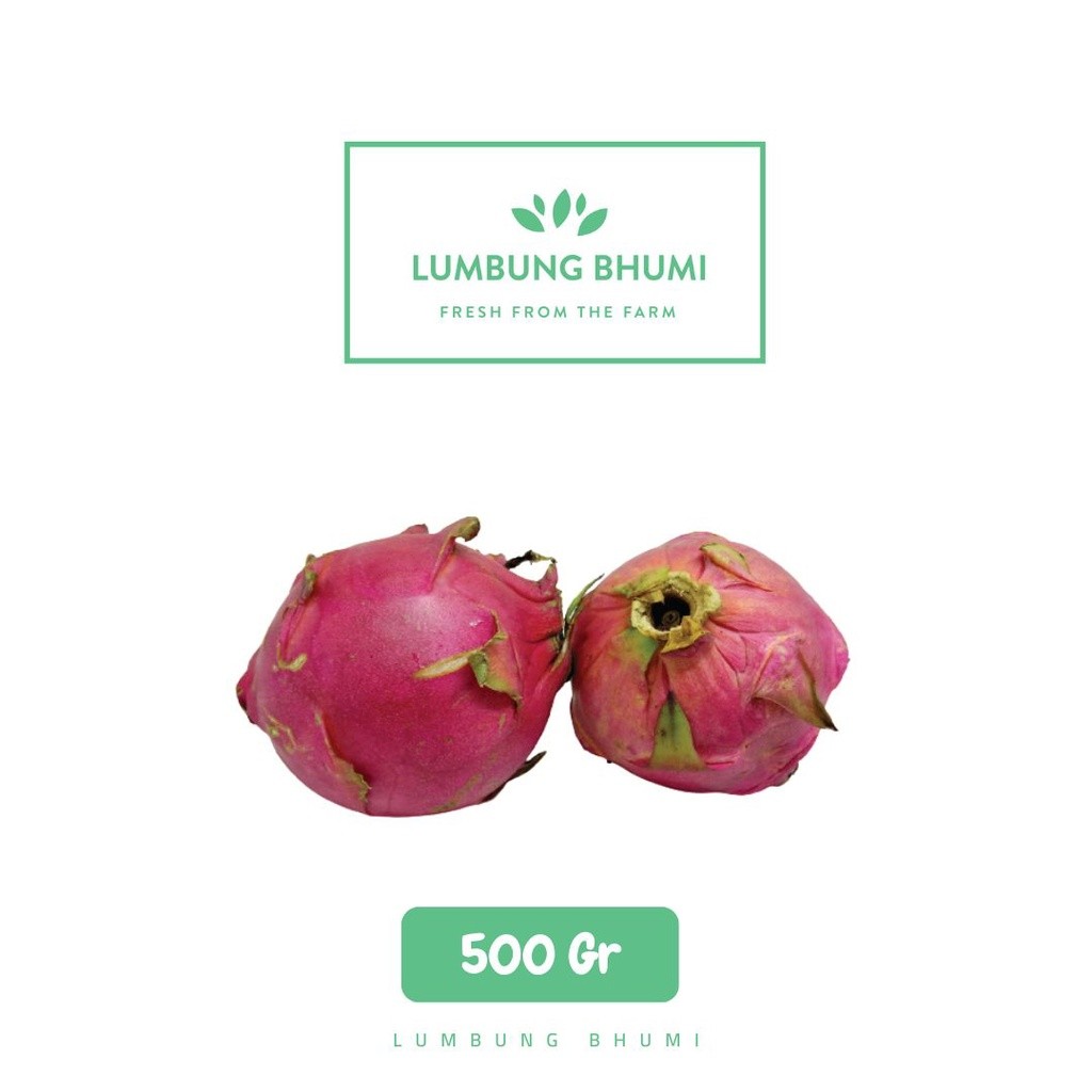 

Lumbung Bhumi - Buah Naga 500 Gr ( Buah Curah )