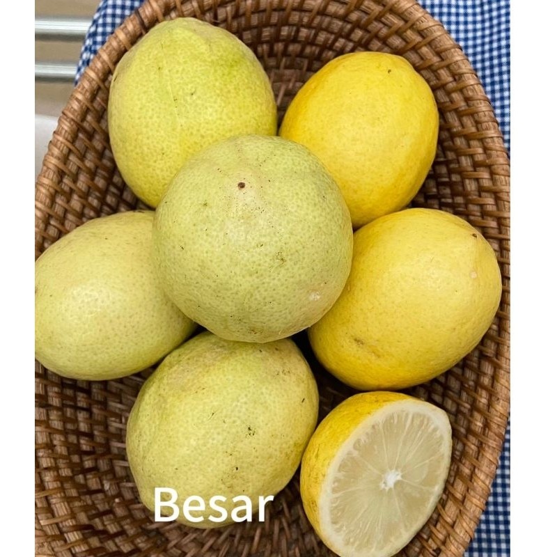 

jeruk lemon lokal segar_lemon sigles minim biji_cocok untuk diet dan konsumsi untuk kesehatan (harga 1kg)