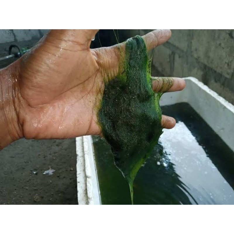 Lumut halus segar pakan ikan nila 1kg