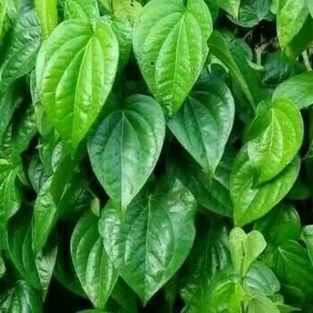 

HERBAL-VIP Terbaik Daun Sirih segar Langsung di petik Dari kebun Alami Di petik ketika ada yg order