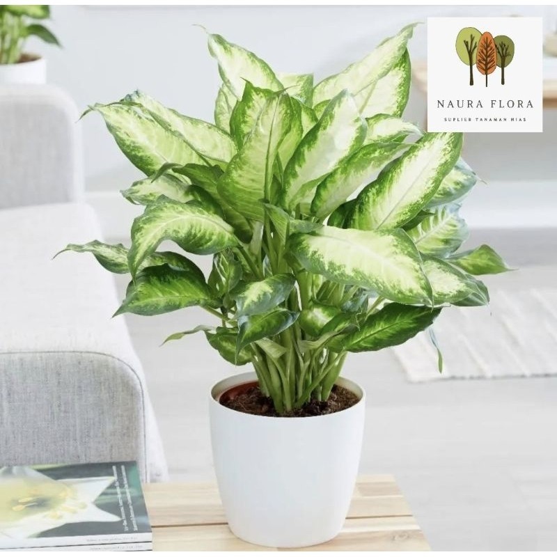 Tanaman hias blanceng susu - pohon blanceng susu