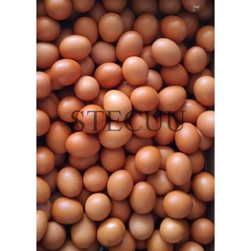

Telor/Telur Ayam 3 KG Fresh Murah