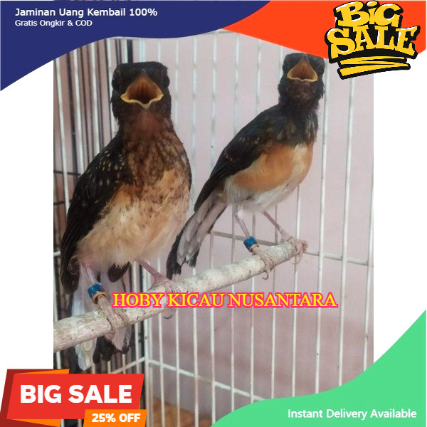 Murai Trotolan Betina Medan Ternakan