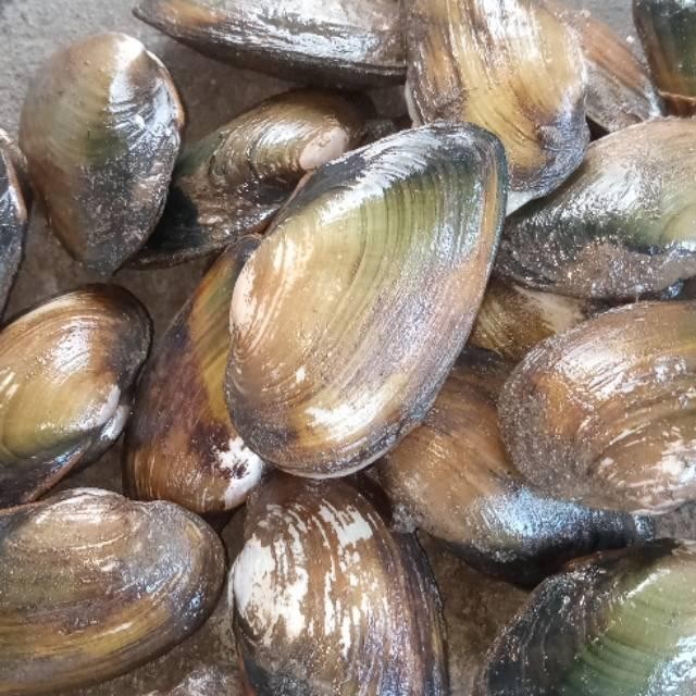 3 kg kerang air tawar [ kerang hidup ]