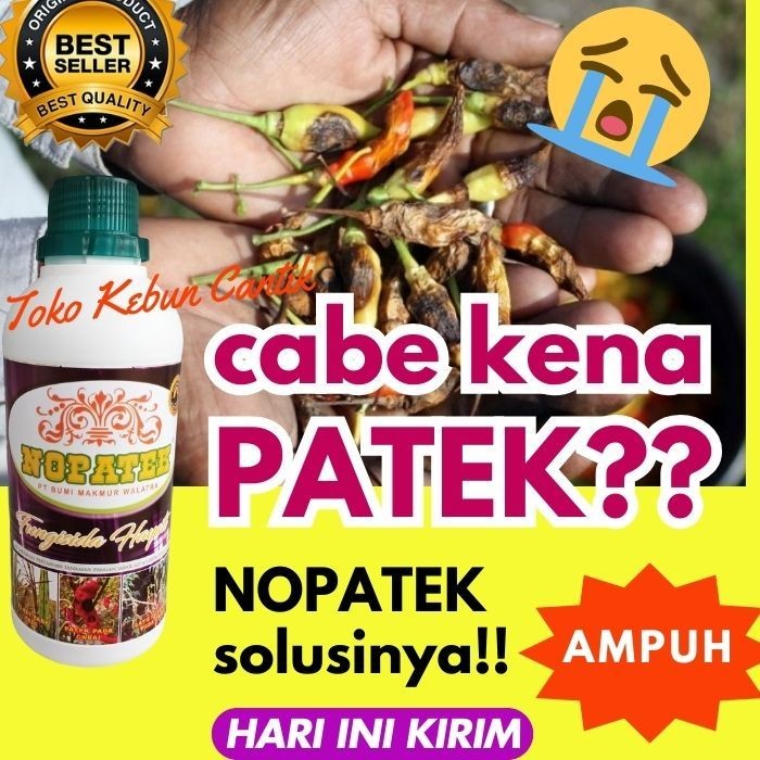 NOPATEK ASLI obat patek cabe TERLARIS | organik ampuh CEGAH antraknosa & busuk daun secara ALAMI