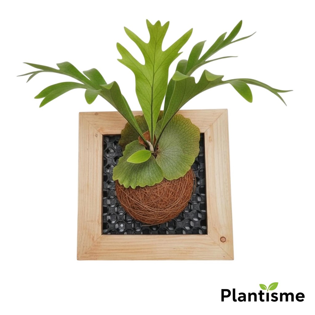 Wall Frame - Ridley’s Staghorn Fern Platycerium Ridleyi Pakis Tanduk Rusa Living Wall Vertical Garde
