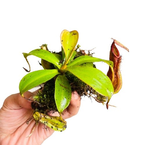 kantong semar - kantung semar - Tanaman hias Nepenthes